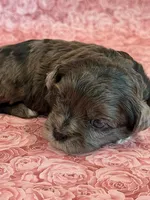 Fergie, a female Shihpoo for sale in Hawarden, IA – 5 of 8
