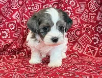 Domino, a male Shihpoo for sale in Hawarden, IA – 9 of 10