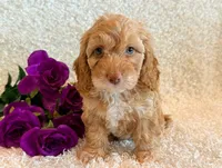 Ellie, a female Cockapoo for sale in Hawarden, IA – 3 of 10