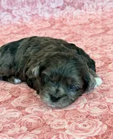 Fergie, a female Shihpoo for sale in Hawarden, IA – 8 of 8