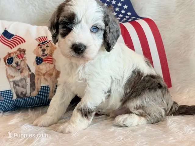 Ernie – Cockapoo puppy for sale in Hawarden, IA