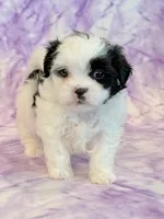 Hazel, a female Mal Shi for sale in Hawarden, IA – 6 of 9