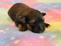Nikki, a female Maltipoo for sale in Hawarden, IA – 4 of 4