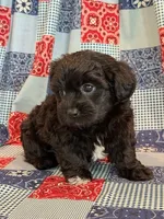 Dunkin, a male Shihpoo for sale in Hawarden, IA – 2 of 9