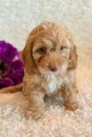 Ellie, a female Cockapoo for sale in Hawarden, IA – 5 of 10