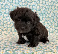 Dakotah, a male Shihpoo for sale in Hawarden, IA – 8 of 10