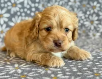 Ringo, a male Cockapoo for sale in Hawarden, IA – Photo 4 of 10