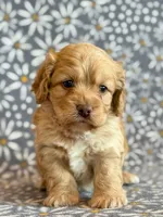 Ringo, a male Cockapoo for sale in Hawarden, IA – Photo 3 of 10