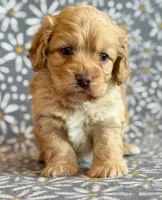 Ringo, a male Cockapoo for sale in Hawarden, IA – Photo 2 of 10