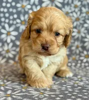 Ringo, a male Cockapoo for sale in Hawarden, IA – Photo 8 of 10