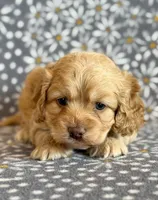 Ringo, a male Cockapoo for sale in Hawarden, IA – Photo 10 of 10