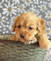 Ringo, a male Cockapoo for sale in Hawarden, IA – Photo 5 of 10