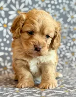 Ringo, a male Cockapoo for sale in Hawarden, IA – Photo 9 of 10