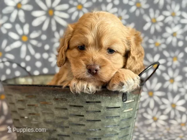 Ringo – Cockapoo puppy for sale in Hawarden, IA