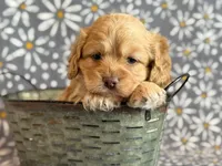 Ringo, a male Cockapoo for sale in Hawarden, IA – Photo 1 of 10
