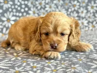 Ringo, a male Cockapoo for sale in Hawarden, IA – Photo 6 of 10