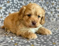Ringo, a male Cockapoo for sale in Hawarden, IA – Photo 7 of 10