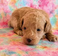 Winnie, a female Poodle - Toy  and Poodle - Miniature  for sale in Hawarden, IA – Photo 2 of 10