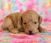Winnie, a female Poodle - Toy  and Poodle - Miniature  for sale in Hawarden, IA – Photo 6 of 10