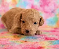 Winnie, a female Poodle - Toy  and Poodle - Miniature  for sale in Hawarden, IA – Photo 3 of 10