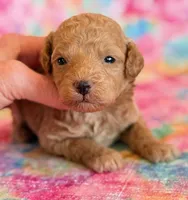 Winnie, a female Poodle - Toy  and Poodle - Miniature  for sale in Hawarden, IA – Photo 8 of 10