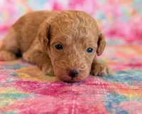 Winnie, a female Poodle - Toy  and Poodle - Miniature  for sale in Hawarden, IA – Photo 1 of 10