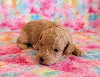 Winnie, a female Poodle - Toy  and Poodle - Miniature  for sale in Hawarden, IA – Photo 10 of 10