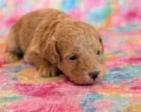 Winnie, a female Poodle - Toy  and Poodle - Miniature  for sale in Hawarden, IA – Photo 9 of 10