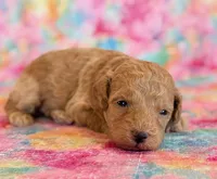 Winnie, a female Poodle - Toy  and Poodle - Miniature  for sale in Hawarden, IA – Photo 7 of 10