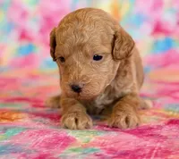 Winnie, a female Poodle - Toy  and Poodle - Miniature  for sale in Hawarden, IA – Photo 5 of 10