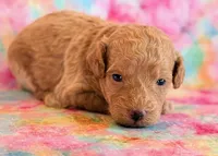 Winnie, a female Poodle - Toy  and Poodle - Miniature  for sale in Hawarden, IA – Photo 4 of 10