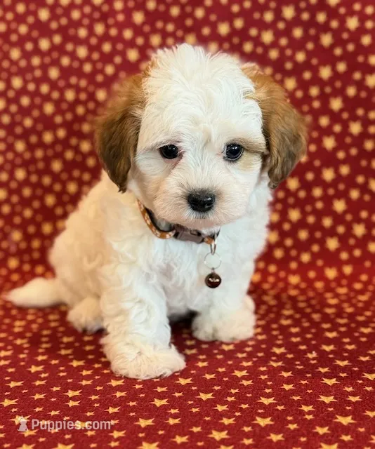 Diego – Shihpoo puppy for sale in Hawarden, IA