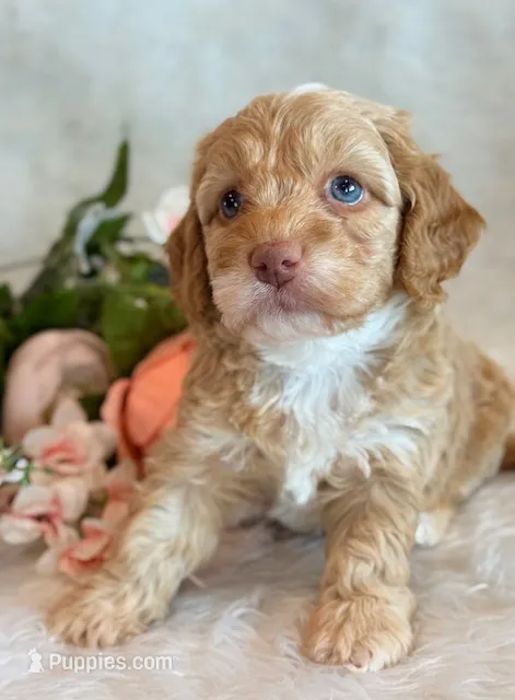 Ellie – Cockapoo puppy for sale in Hawarden, IA