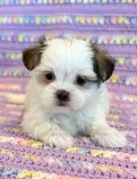 Pearl, a female Mal Shi for sale in Hawarden, IA – 8 of 10