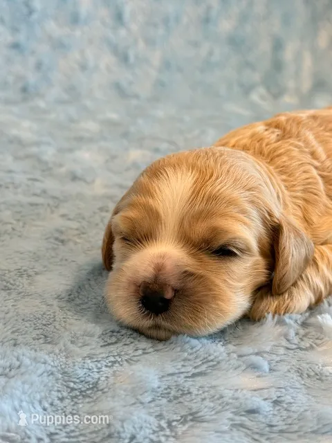 Lincoln – Cockapoo puppy for sale in Hawarden, IA