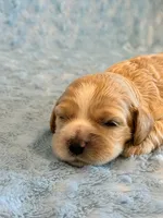 Lincoln, a male Cockapoo for sale in Hawarden, IA – 1 of 5