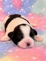 Scarlet, a female Mal Shi for sale in Hawarden, IA – 7 of 8