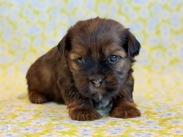 Otto – Shorkie puppy for sale in Hawarden, IA