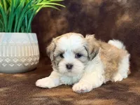 Peanut, a male Mal Shi for sale in Hawarden, IA – 5 of 10