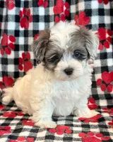 Newton, a male Maltipoo for sale in Hawarden, IA – 5 of 10