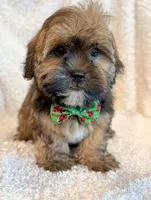 Oakley, a male Shorkie for sale in Hawarden, IA – 3 of 9