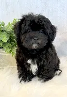 Dakotah, a male Shihpoo for sale in Hawarden, IA – 3 of 10