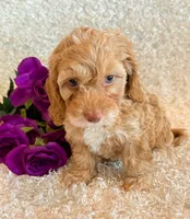 Ellie, a female Cockapoo for sale in Hawarden, IA – 2 of 10