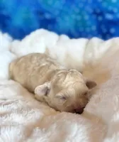 Auggie, a male Cockapoo for sale in Hawarden, IA – Photo 3 of 7