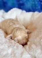 Auggie, a male Cockapoo for sale in Hawarden, IA – Photo 6 of 7