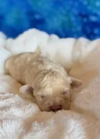 Auggie, a male Cockapoo for sale in Hawarden, IA – Photo 4 of 7