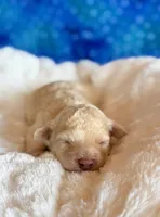 Auggie, a male Cockapoo for sale in Hawarden, IA – Photo 2 of 7