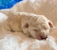 Auggie, a male Cockapoo for sale in Hawarden, IA – Photo 1 of 7