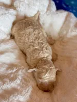 Auggie, a male Cockapoo for sale in Hawarden, IA – Photo 5 of 7