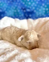 Auggie, a male Cockapoo for sale in Hawarden, IA – Photo 7 of 7